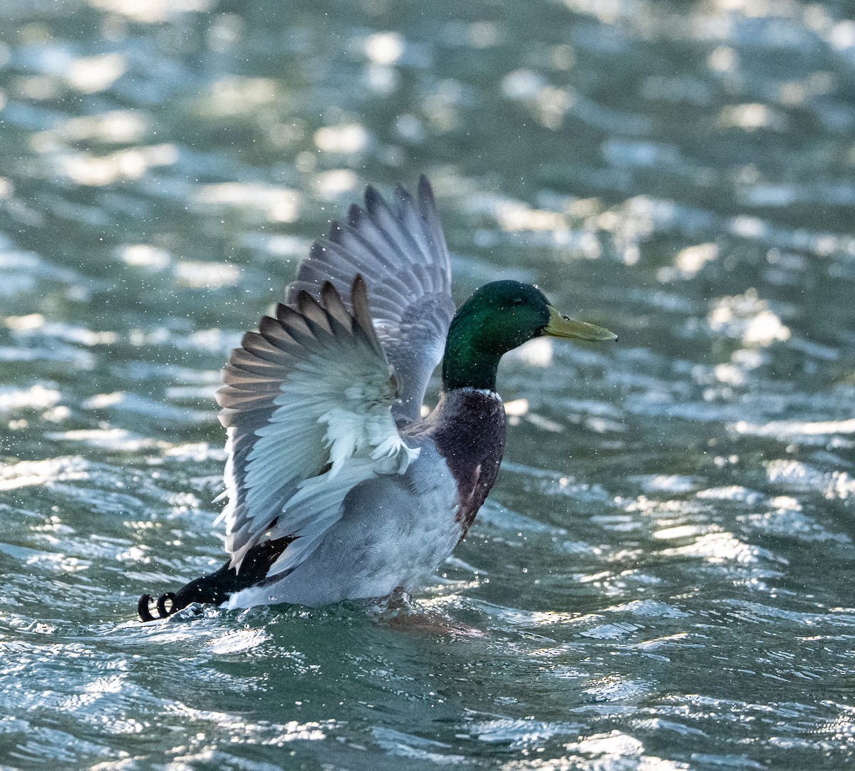 Mallard - ML645338292