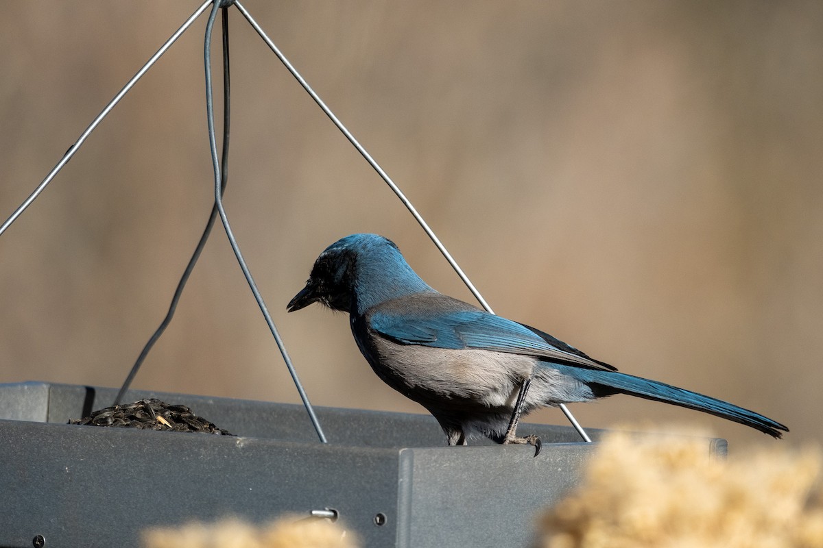Woodhouse's Scrub-Jay - ML645338293
