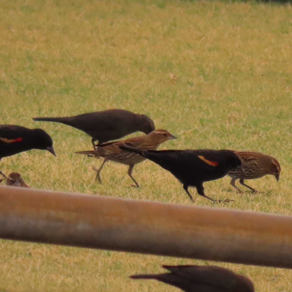 Red-winged Blackbird - ML645338295