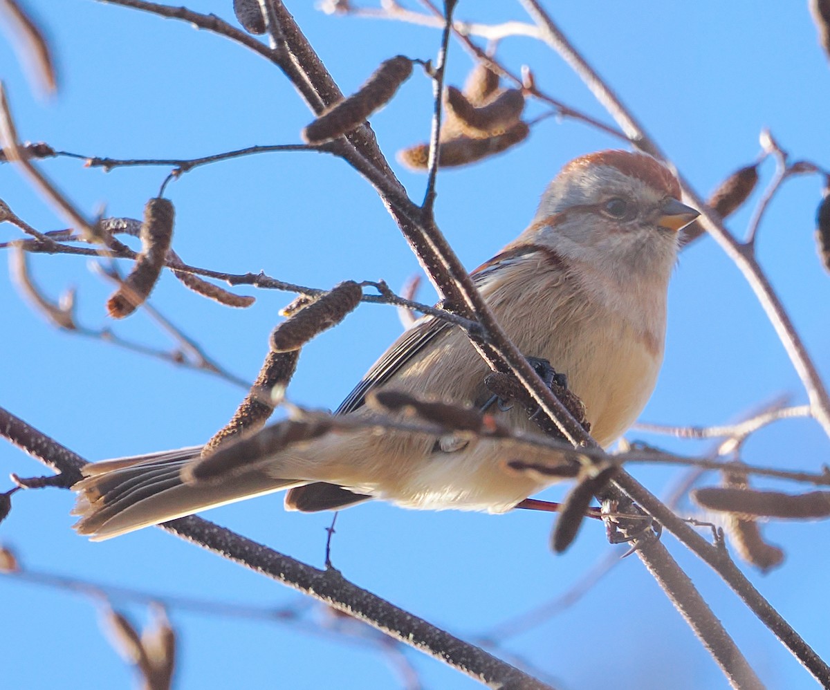 American Tree Sparrow - ML645338296