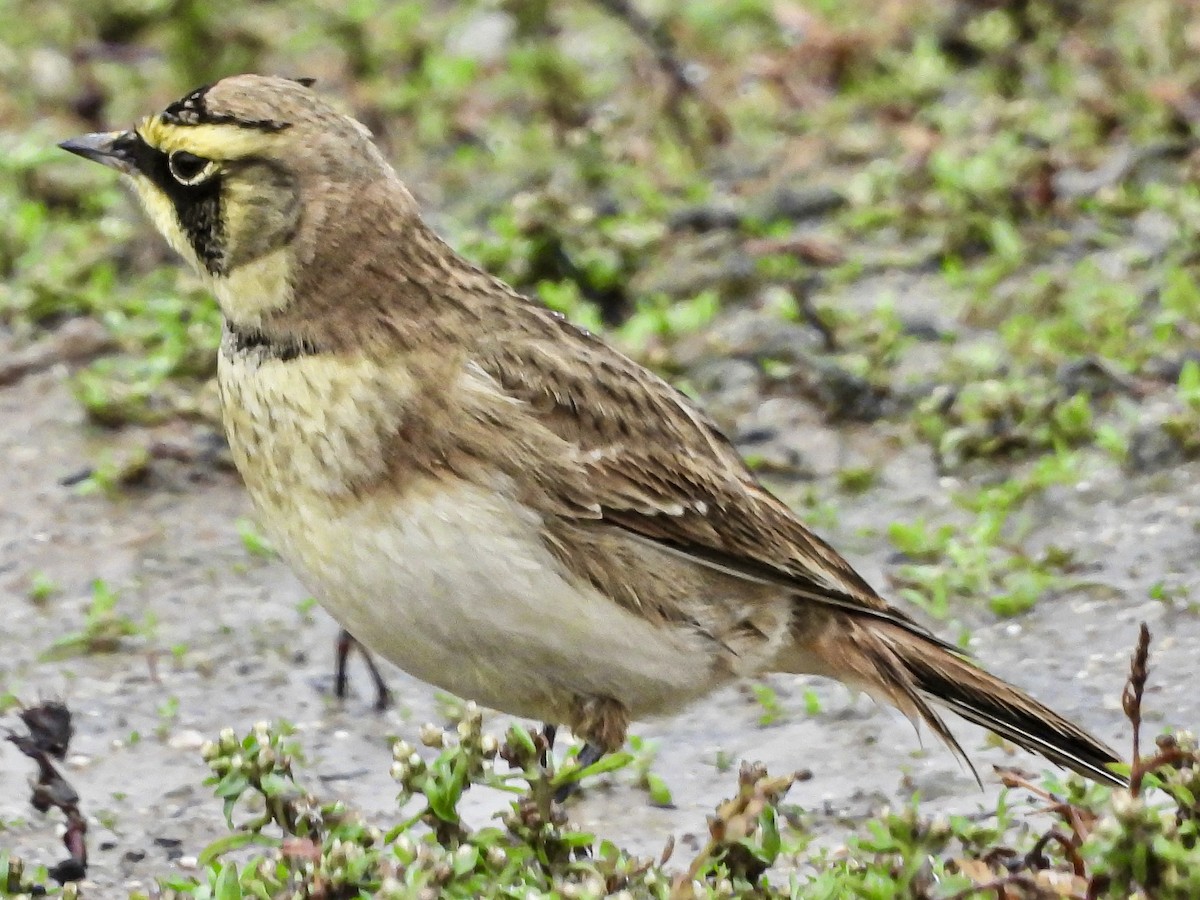 Horned Lark - ML645338298