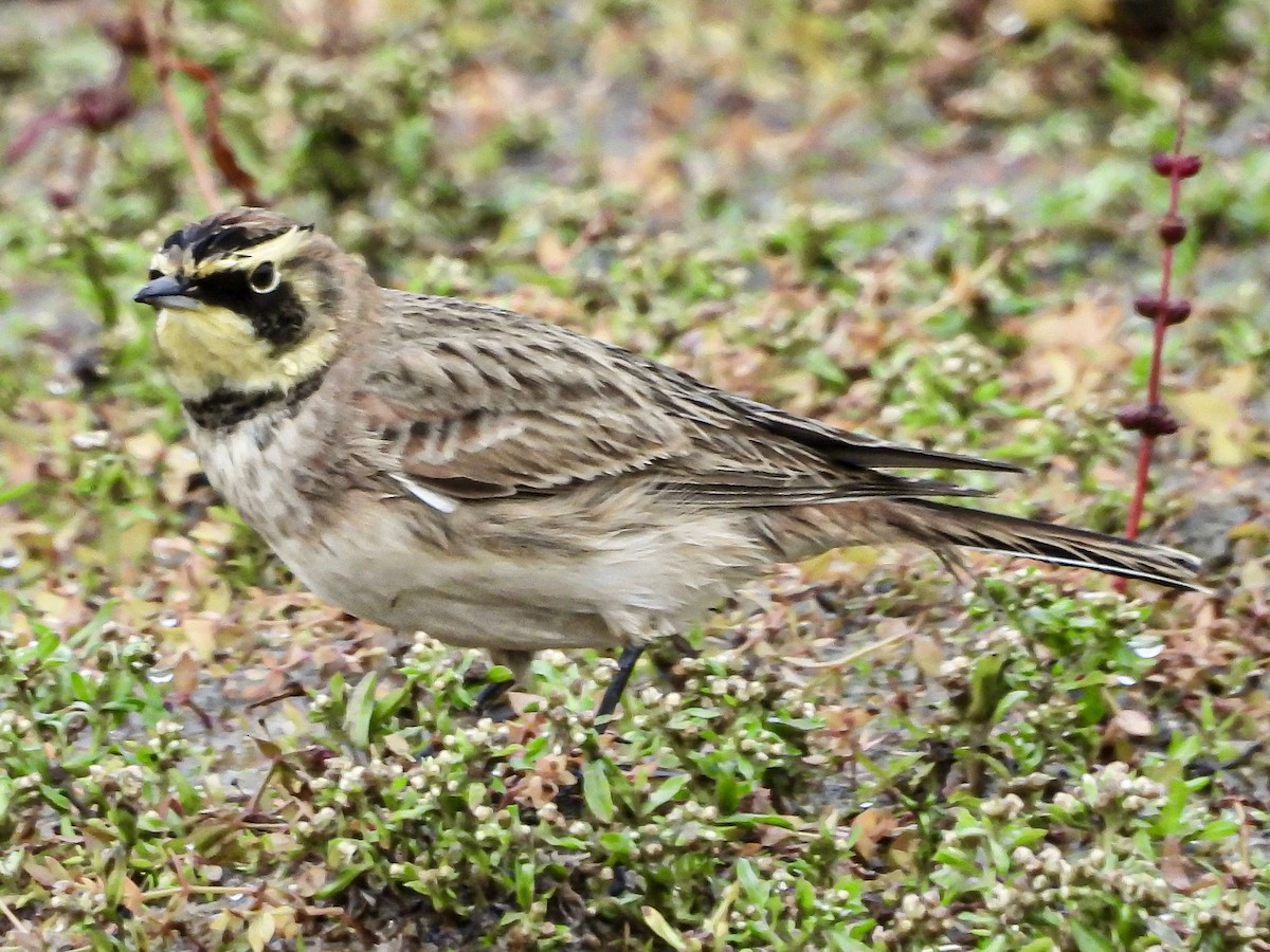 Horned Lark - ML645338299