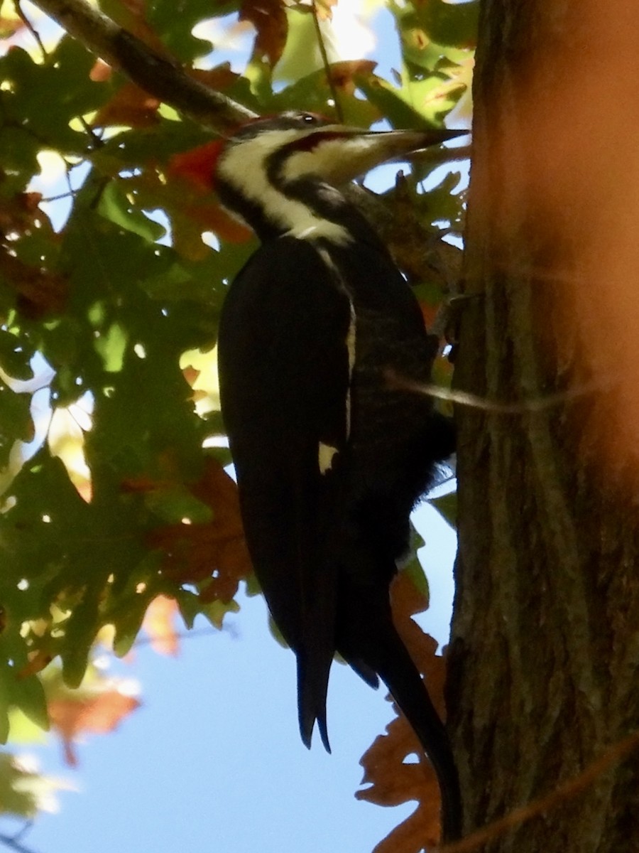 Pileated Woodpecker - ML645338302
