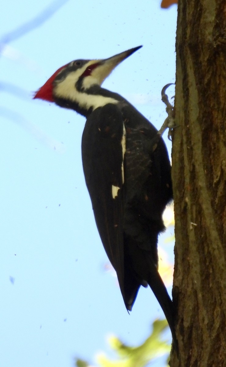 Pileated Woodpecker - ML645338303