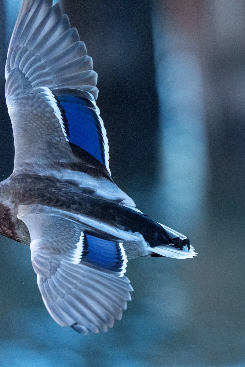 Mallard - ML645338304