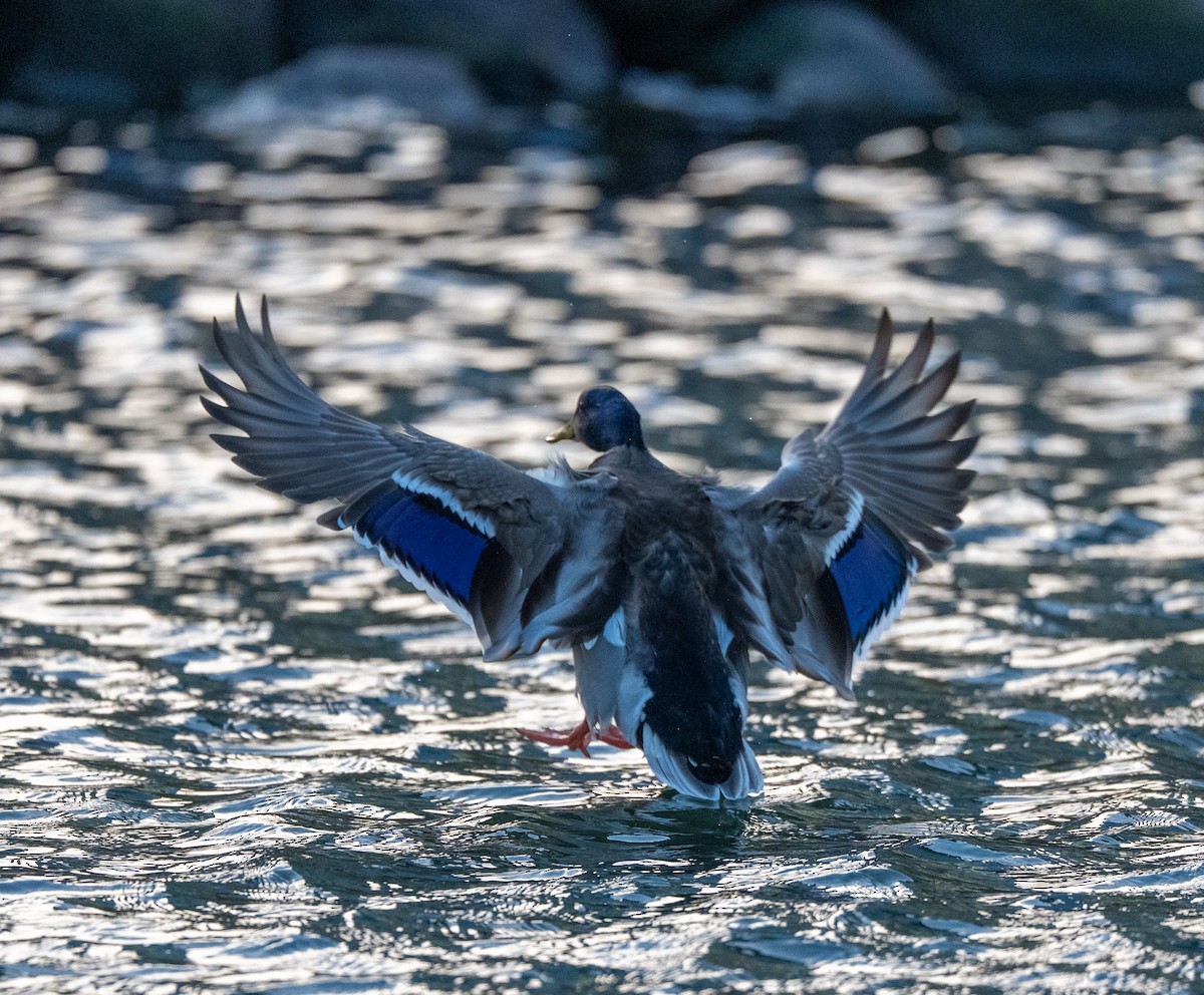 Mallard - ML645338305