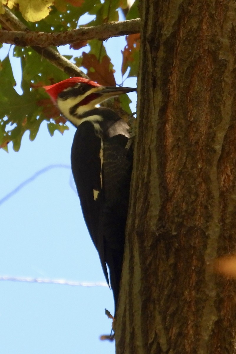 Pileated Woodpecker - ML645338308