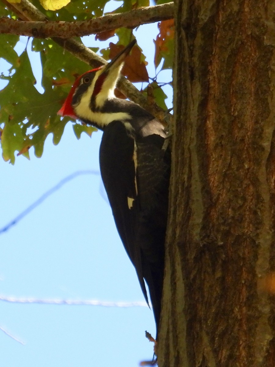 Pileated Woodpecker - ML645338309