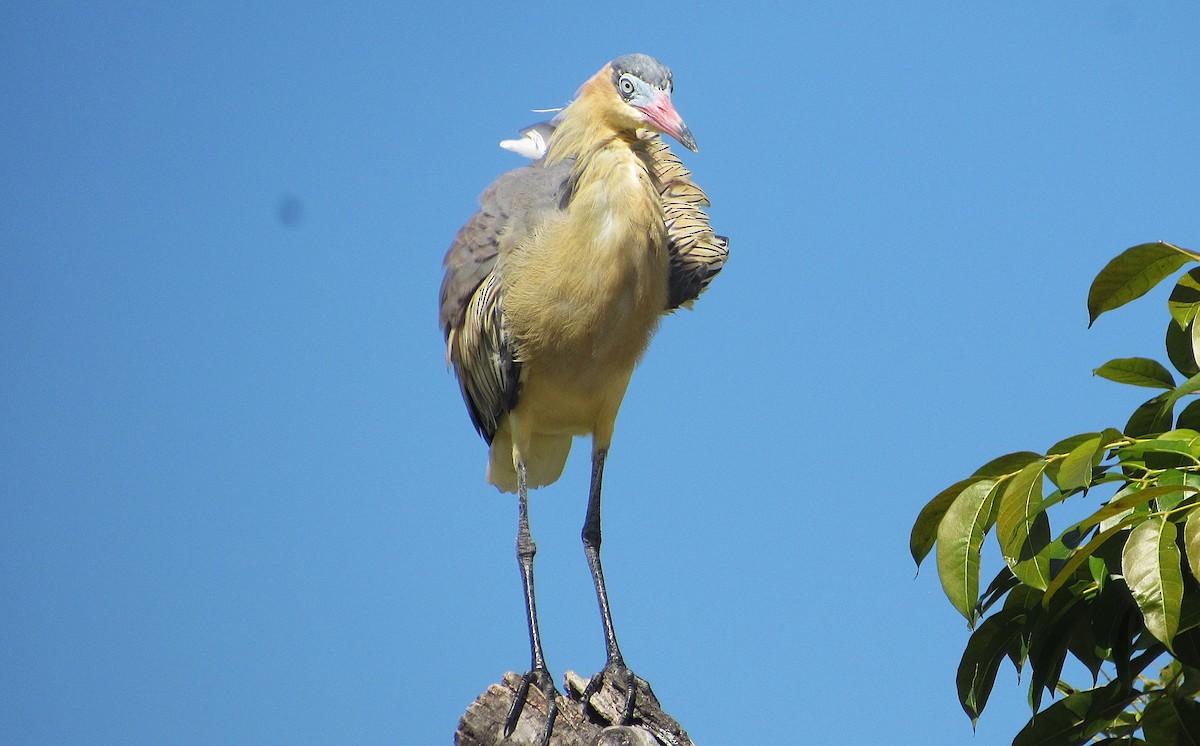 Whistling Heron - ML645338310