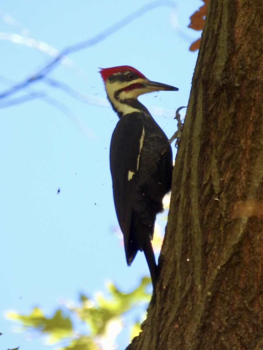 Pileated Woodpecker - ML645338311