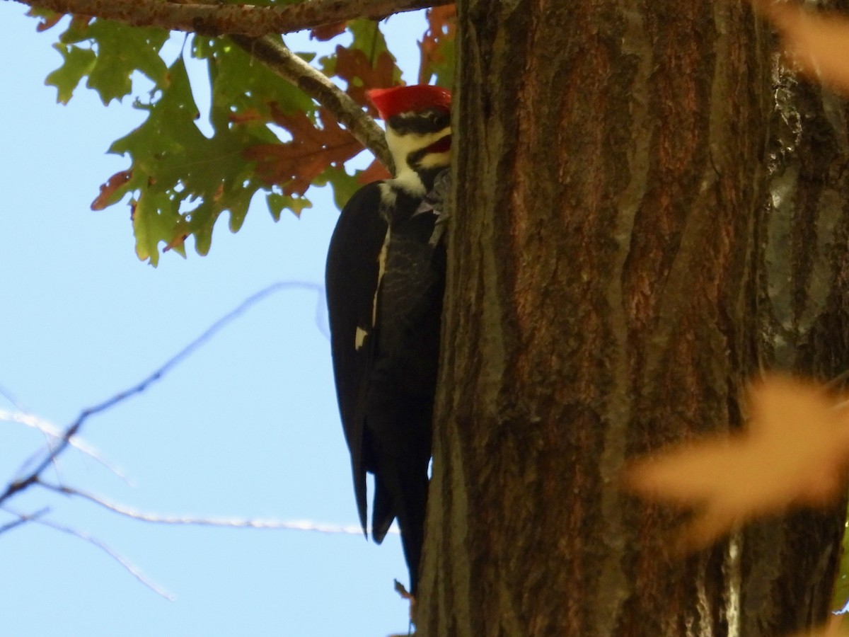 Pileated Woodpecker - ML645338312