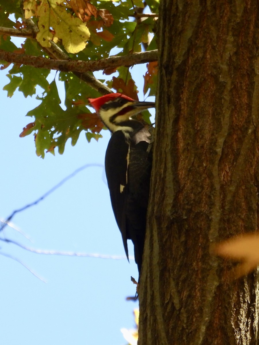 Pileated Woodpecker - ML645338314