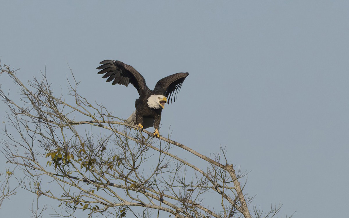 Bald Eagle - ML645338316
