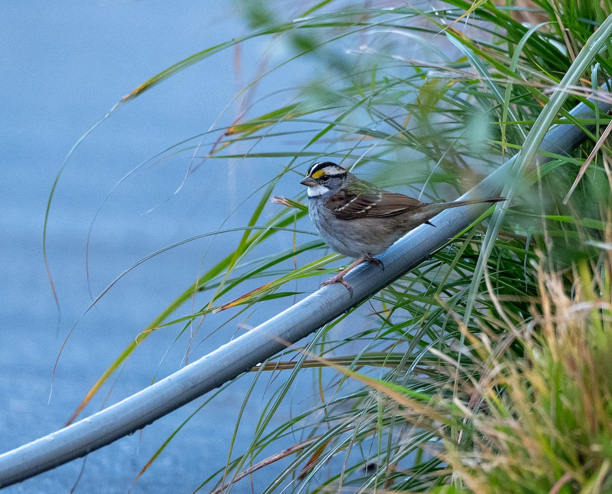 White-throated Sparrow - ML645338318