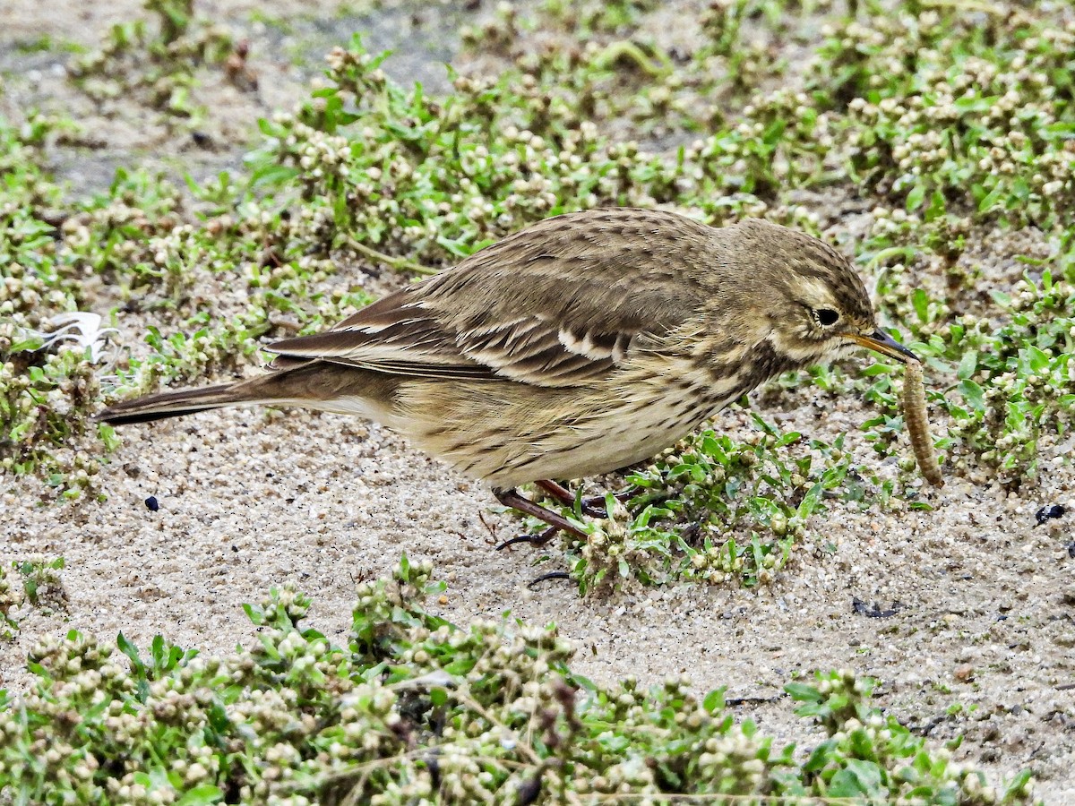 American Pipit - ML645338324