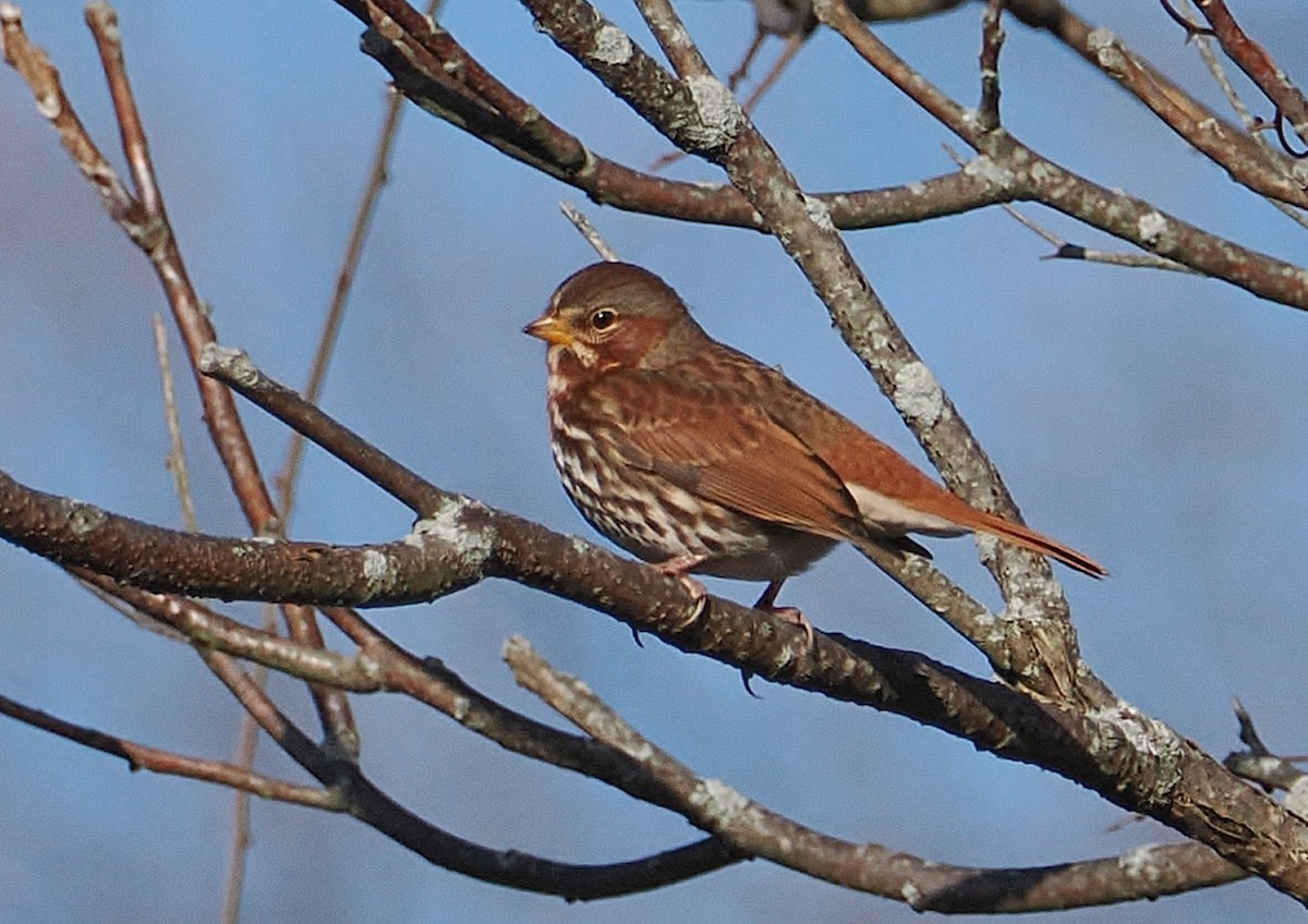 Fox Sparrow (Red) - ML645338328