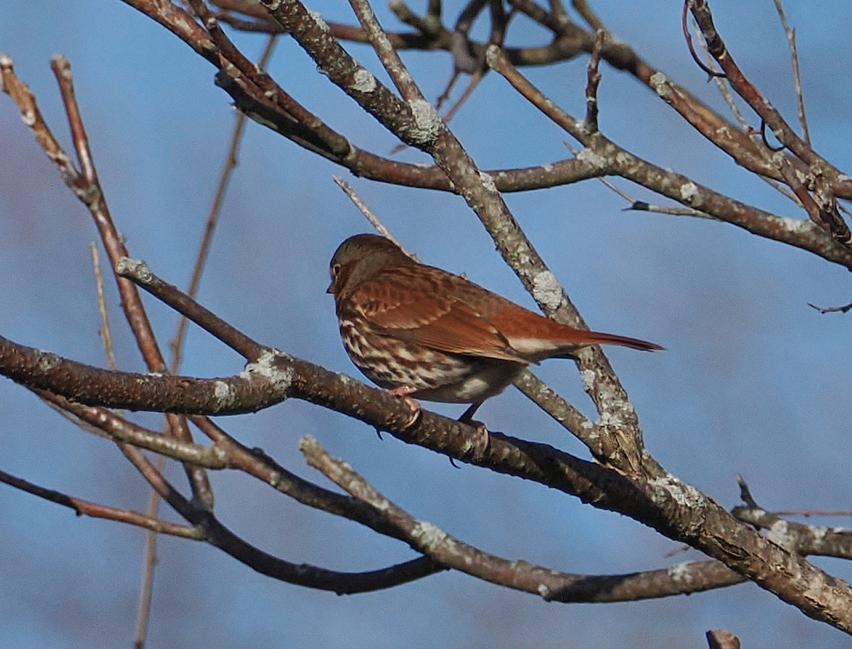 Fox Sparrow (Red) - ML645338329