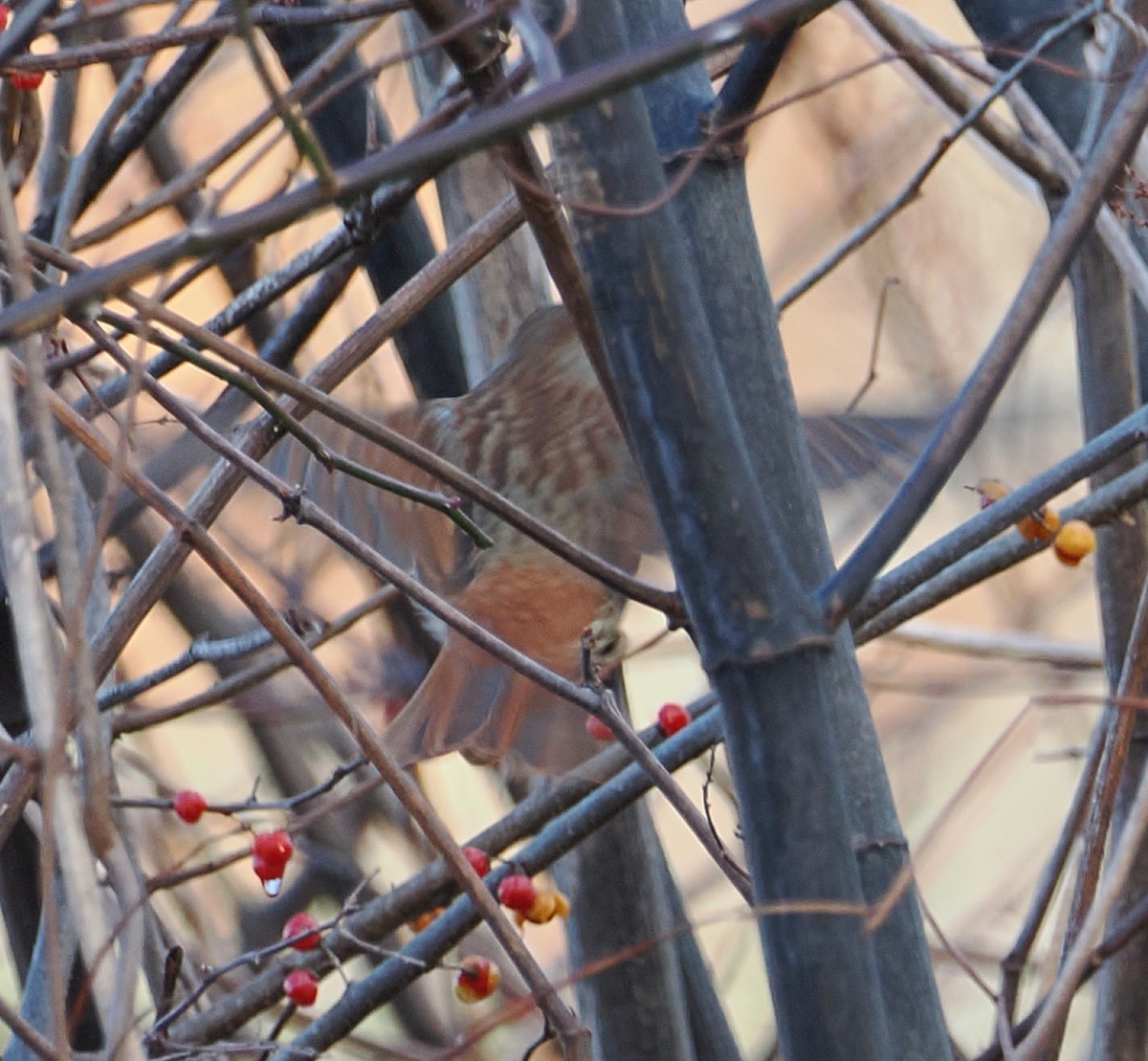 Fox Sparrow (Red) - ML645338330