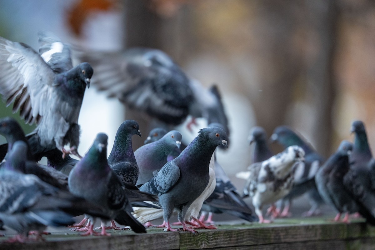 Rock Pigeon (Feral Pigeon) - ML645338331