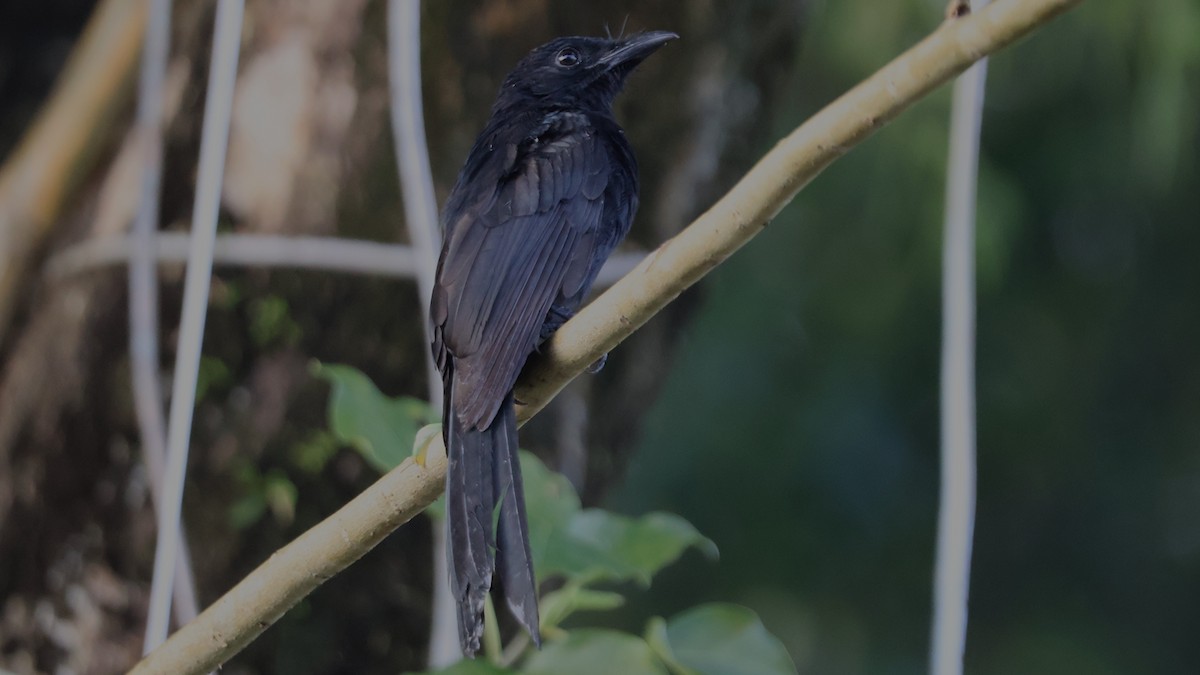 Andaman Drongo - ML645338334