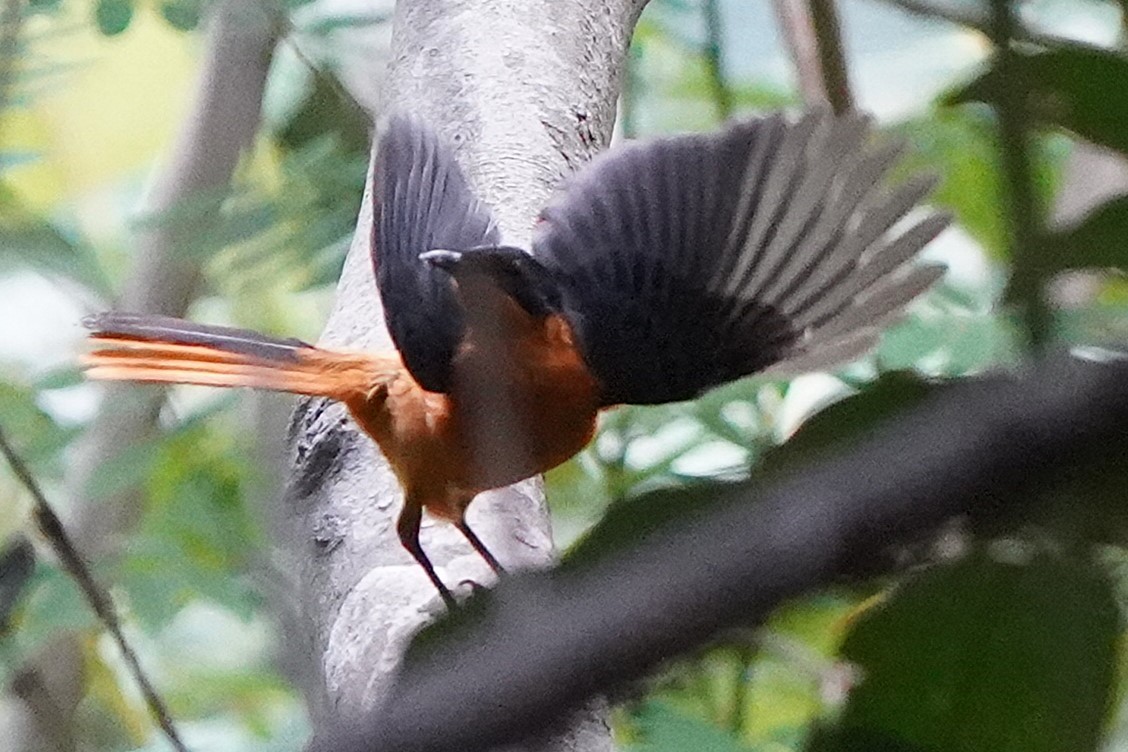 Snowy-crowned Robin-Chat - ML645338335