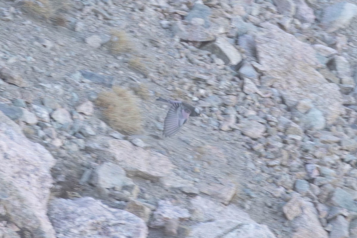 Black Rosy-Finch - ML645338336