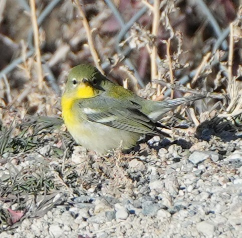 Northern Parula - ML645338341