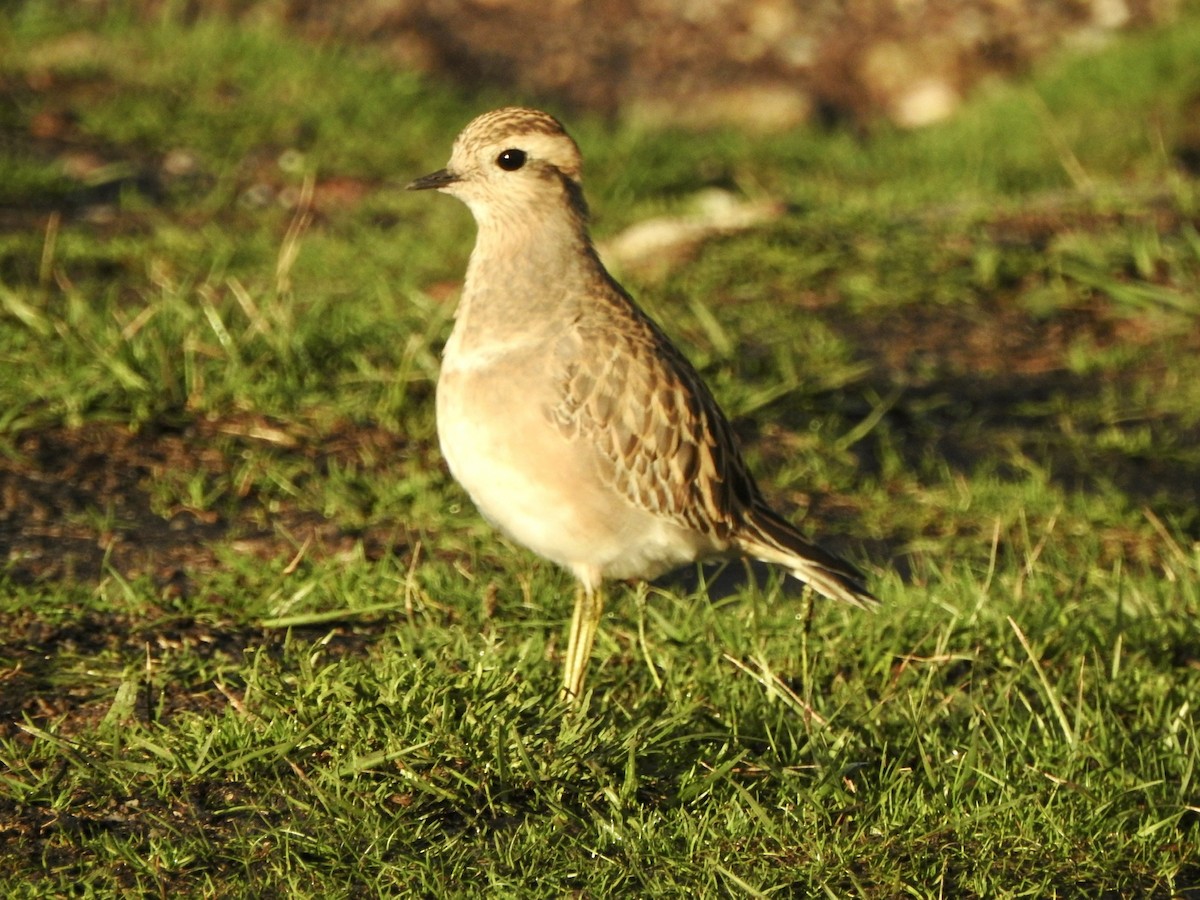 Eurasian Dotterel - ML645338342
