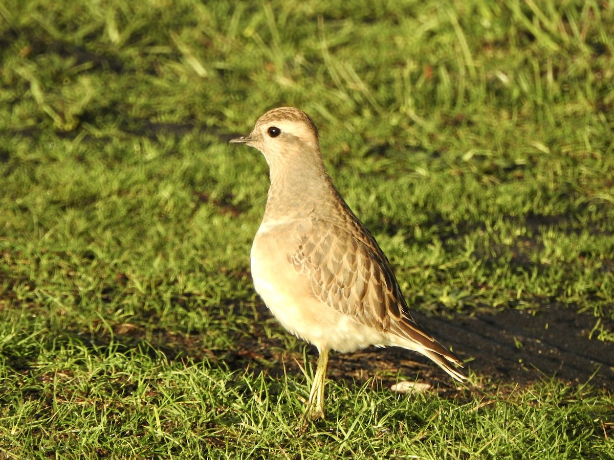 Eurasian Dotterel - ML645338343