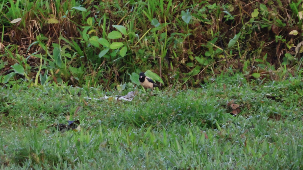 Rosy Starling - ML645338344