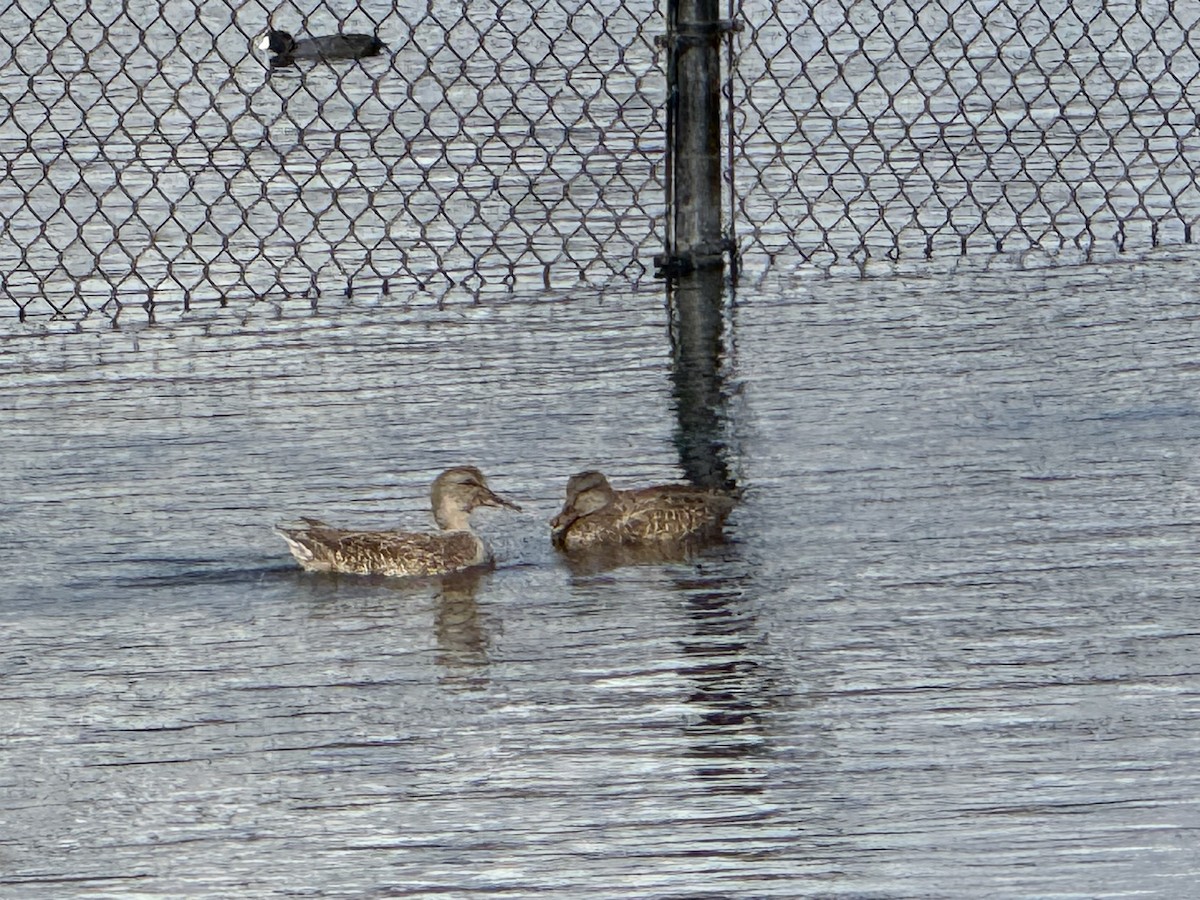 kopřivka obecná - ML645338348