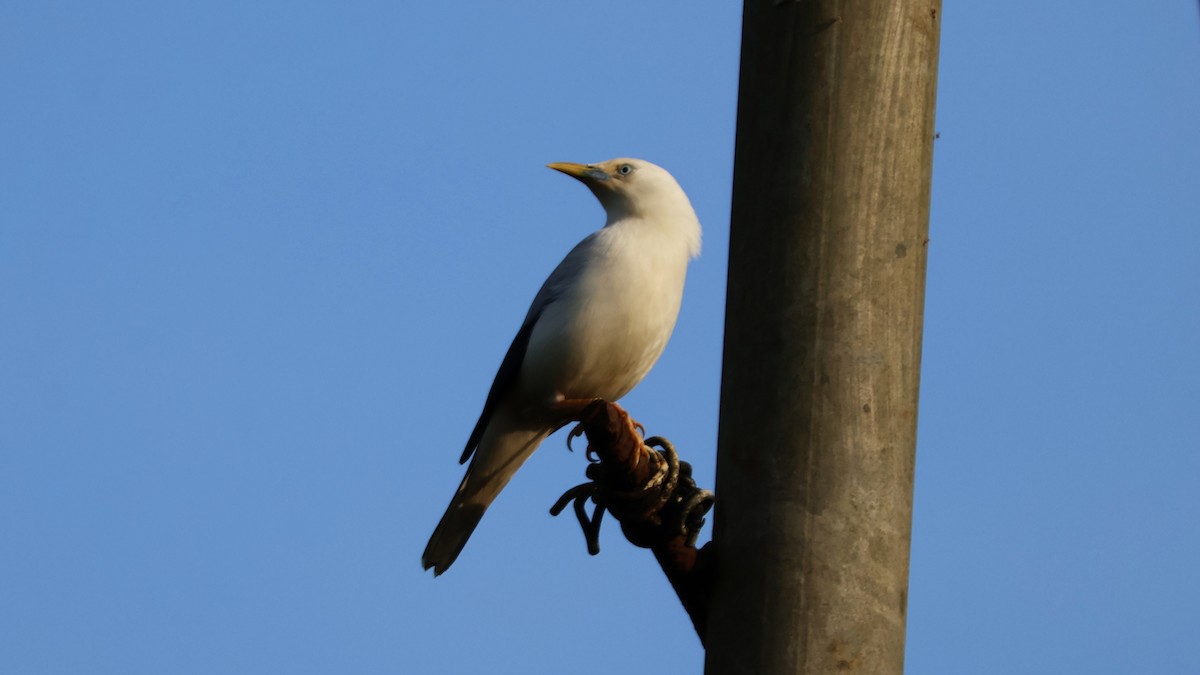 White-headed Starling - ML645338350