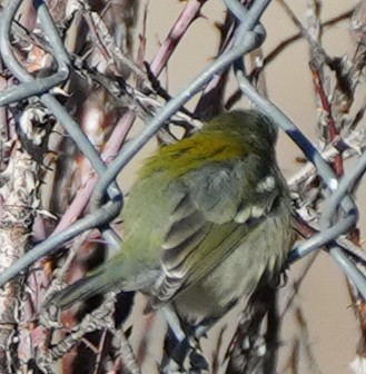 Northern Parula - ML645338351