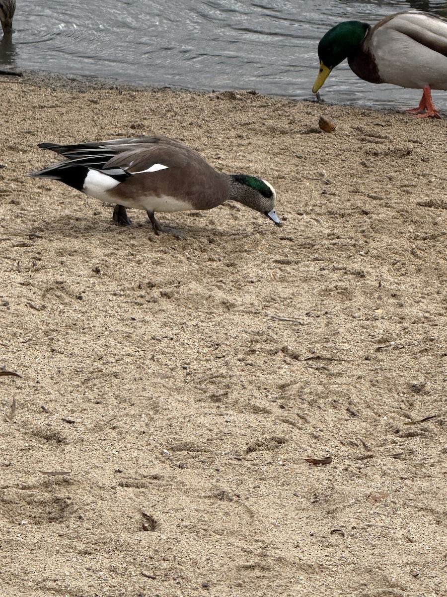 American Wigeon - ML645338361
