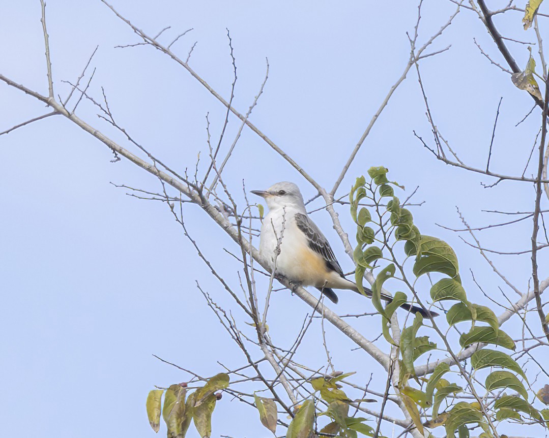 Scissor-tailed Flycatcher - ML645338366