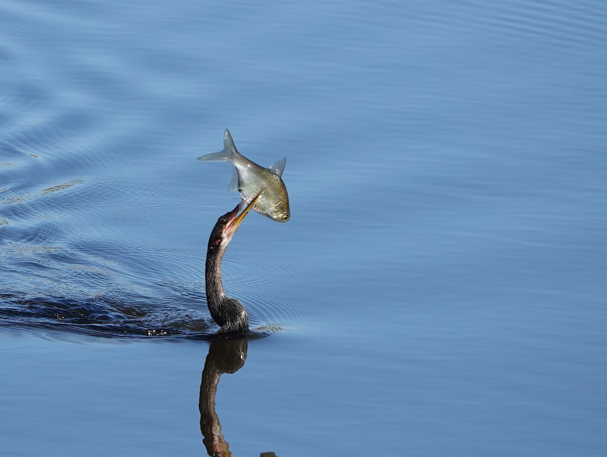 Anhinga - ML645338370