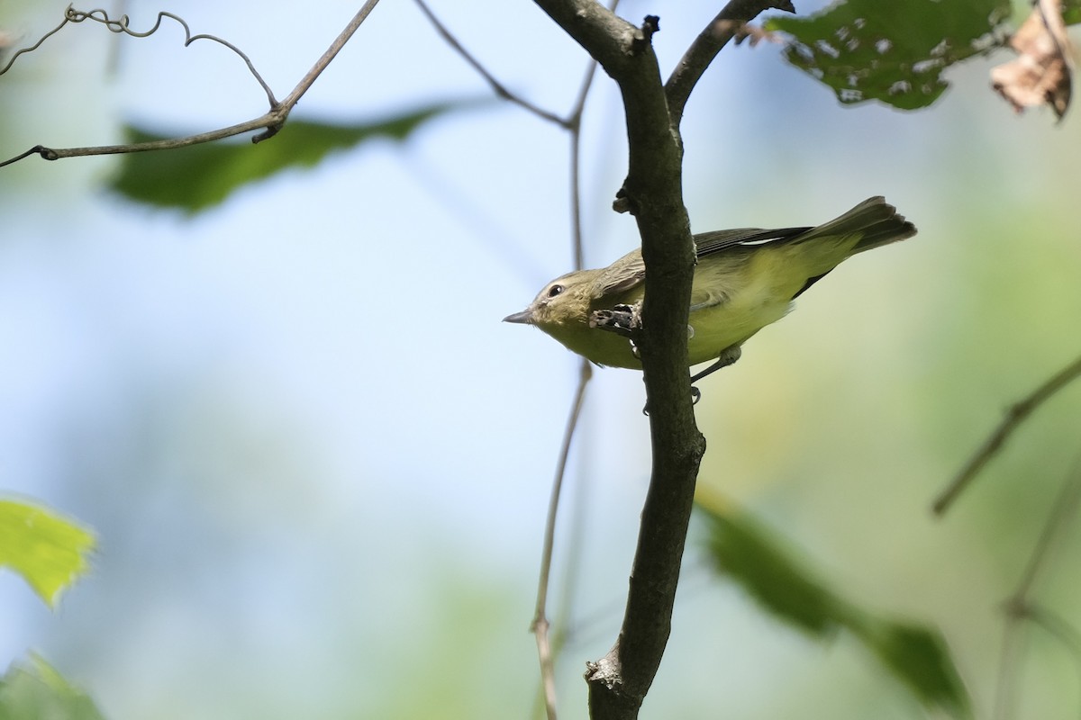 Bireo filadelfiarra - ML645338371