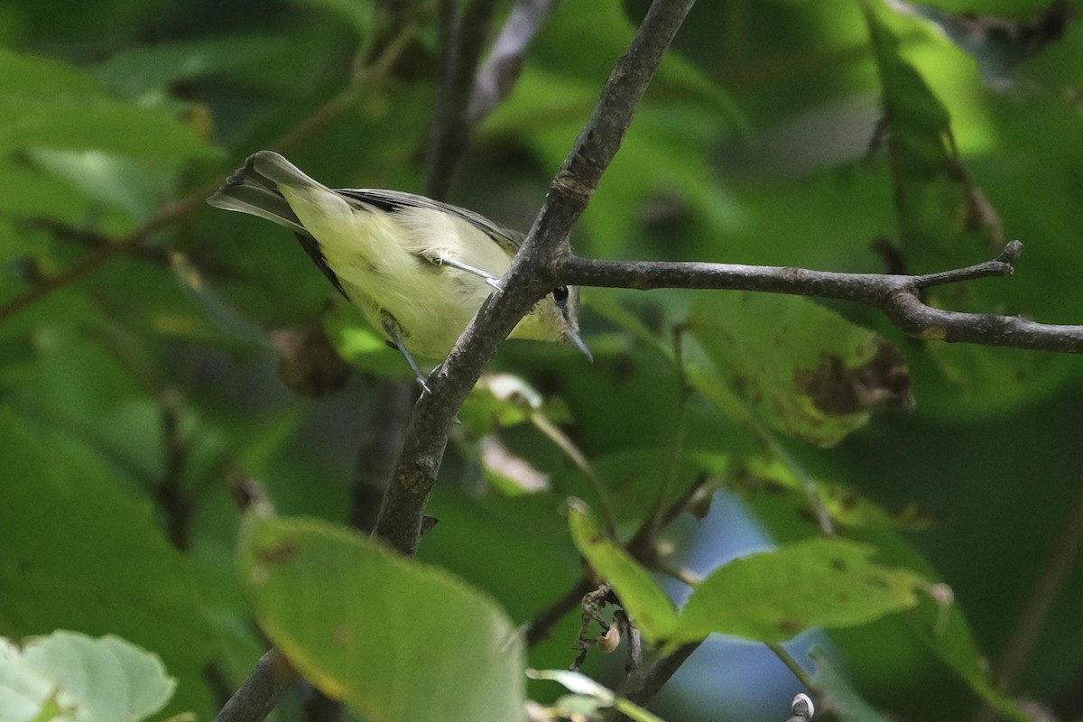 Bireo filadelfiarra - ML645338372