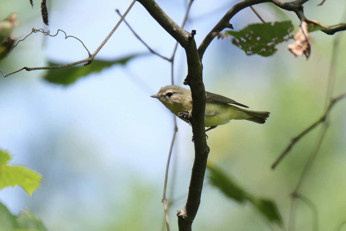 Bireo filadelfiarra - ML645338373