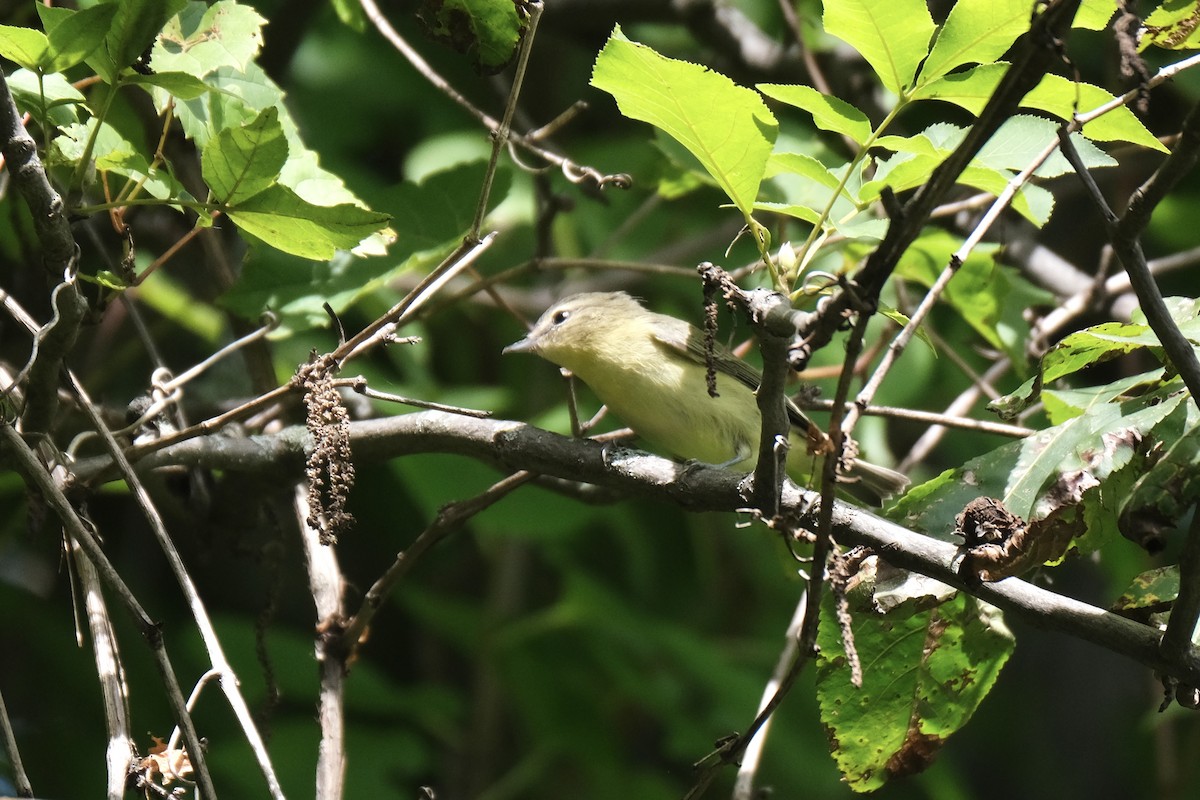 Bireo filadelfiarra - ML645338374