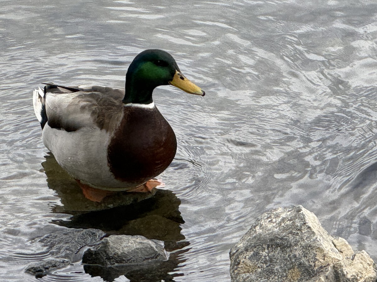 Mallard - ML645338375