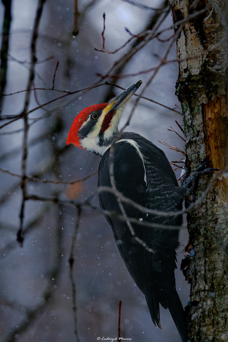 Pileated Woodpecker - ML645338376