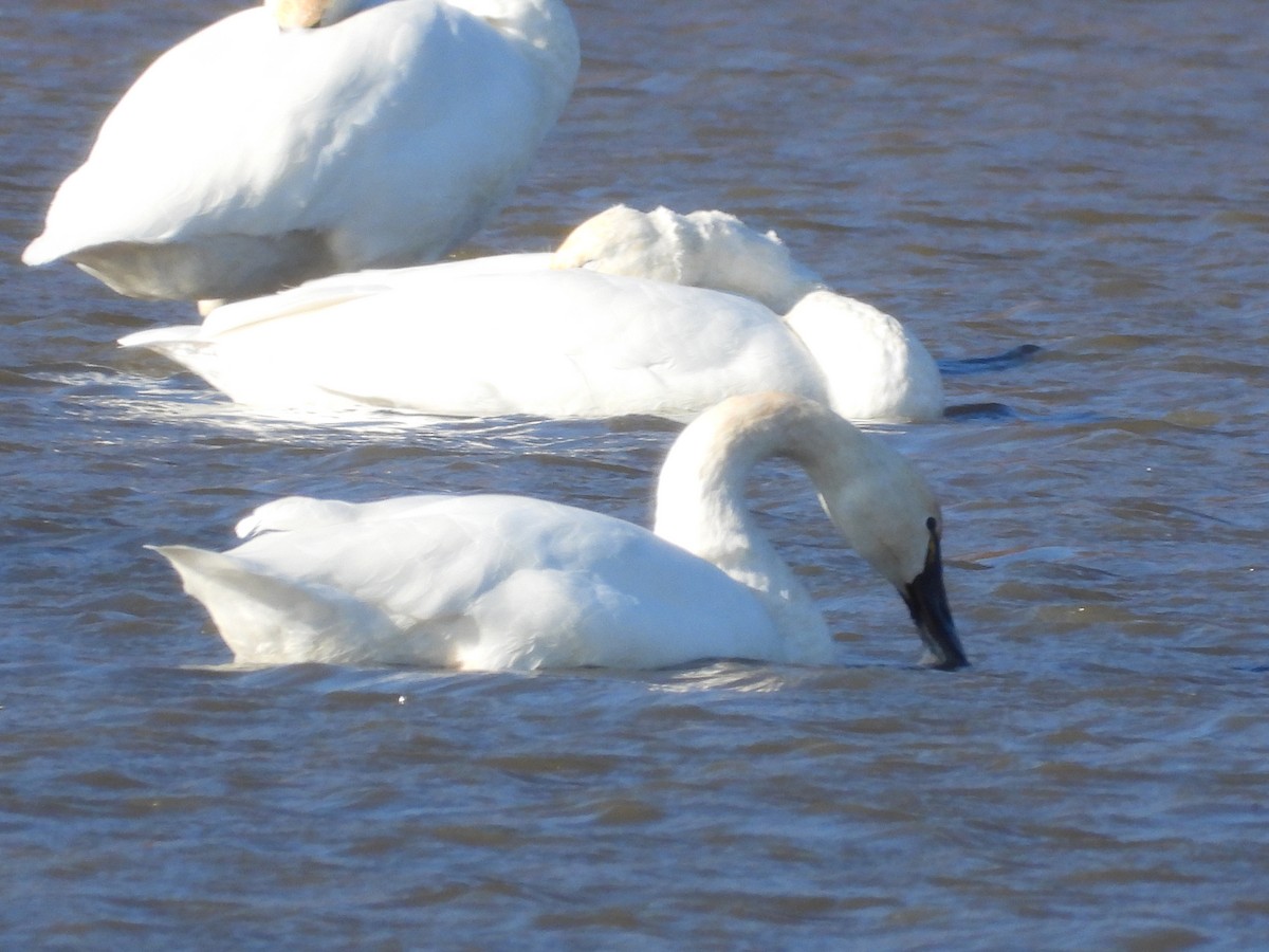 Tundra Swan - ML645338379