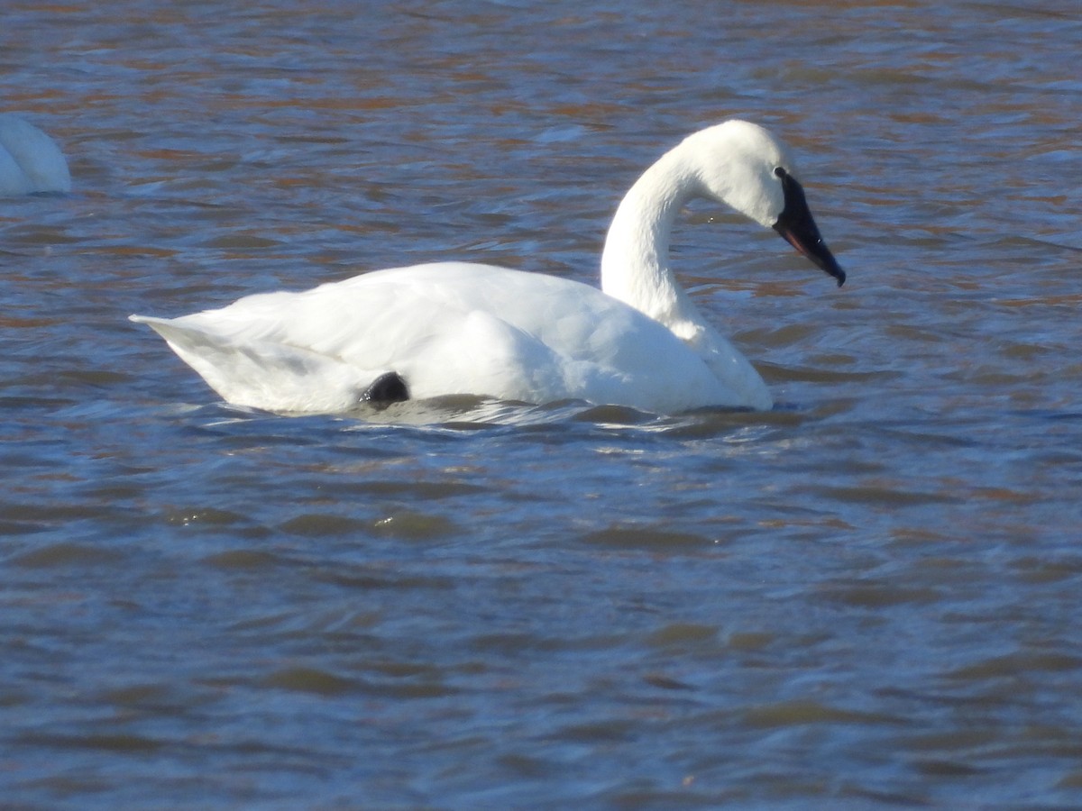 Tundra Swan - ML645338380