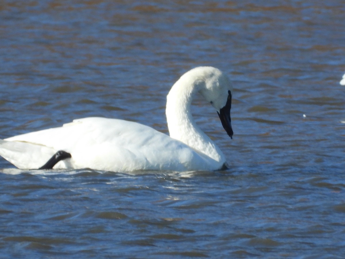 Tundra Swan - ML645338381
