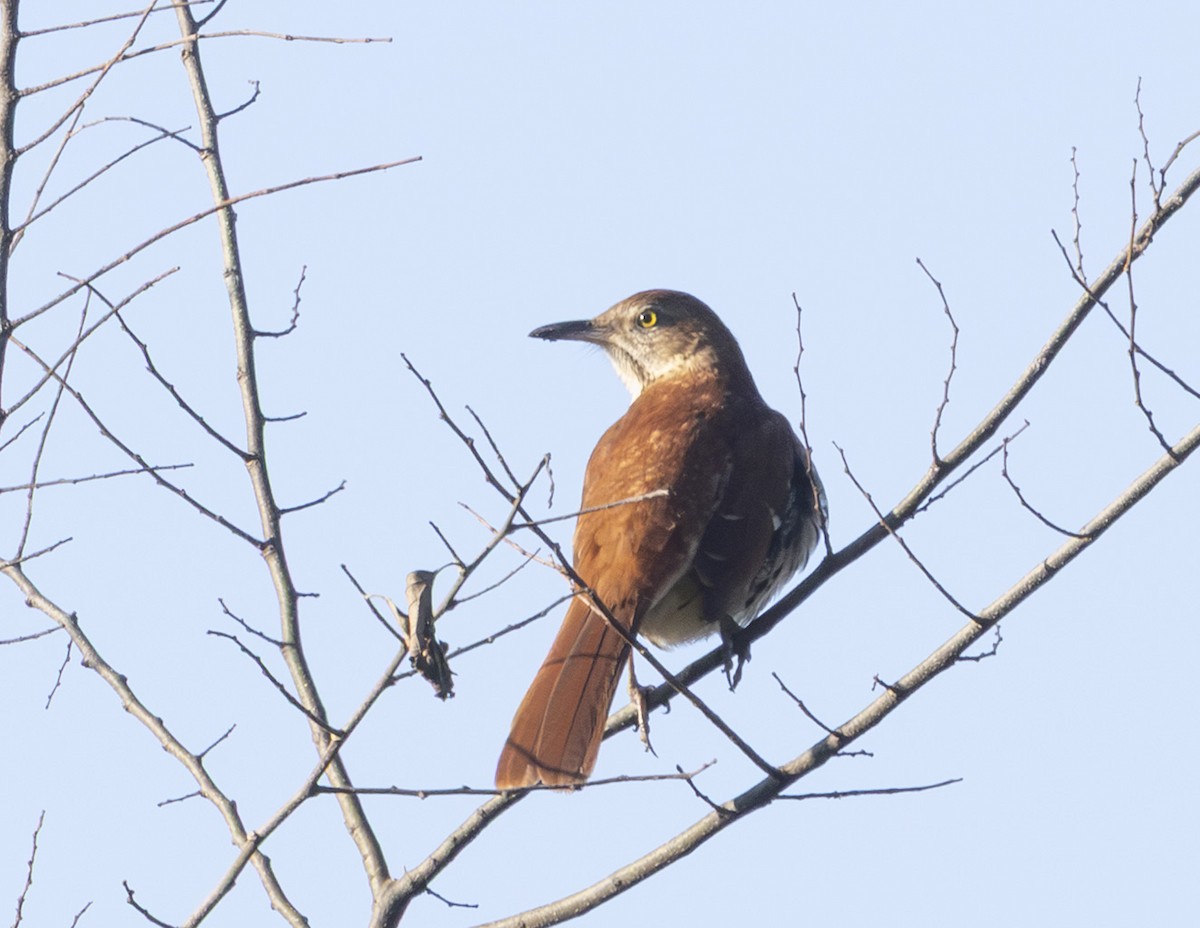 Brown Thrasher - ML645338382