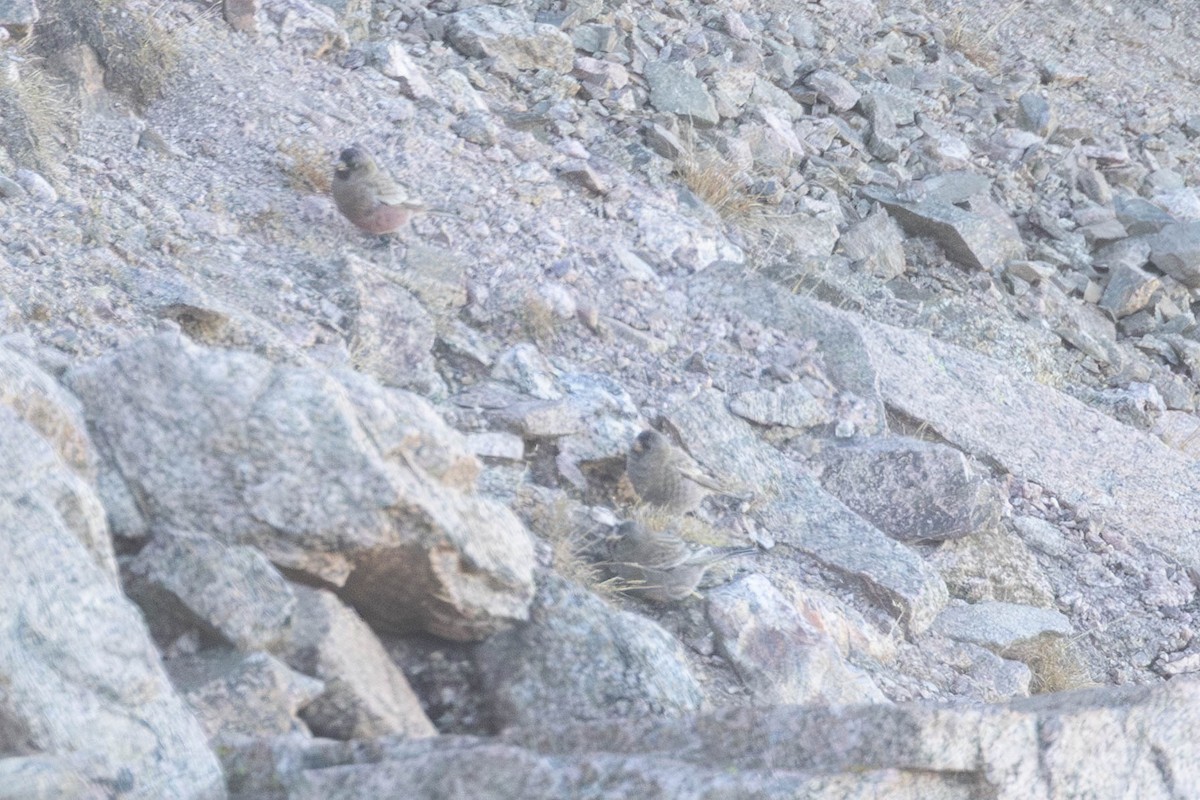 pěnkavice coloradská - ML645338383