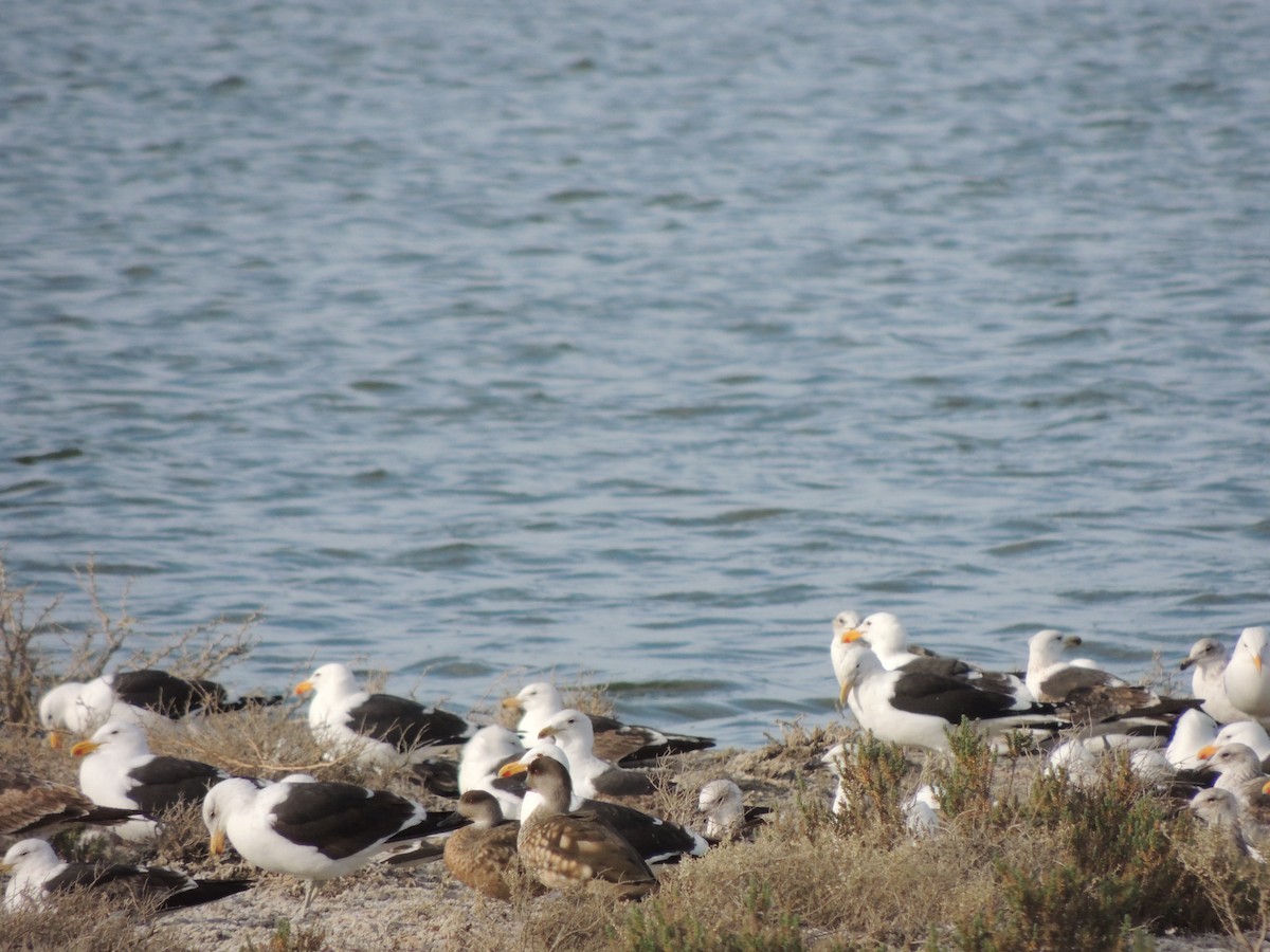 Kelp Gull - ML645338384