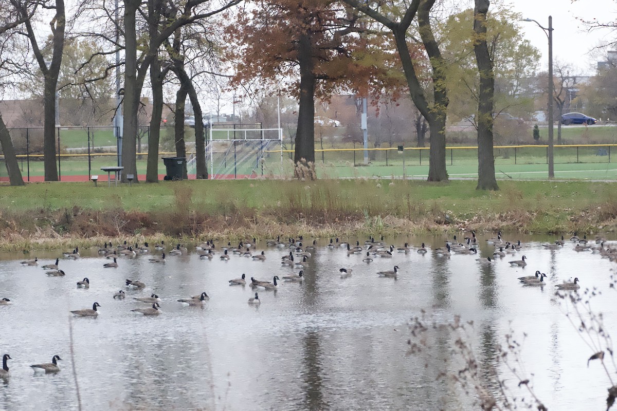 Canada Goose - ML645338386