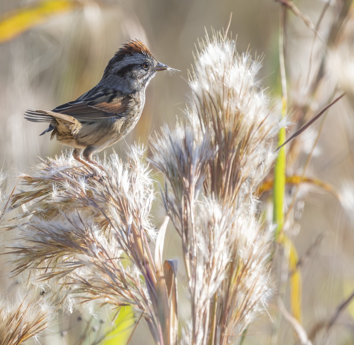 Swamp Sparrow - ML645338387